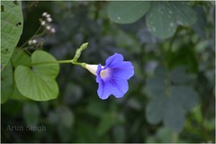 Ipomoea perlonga